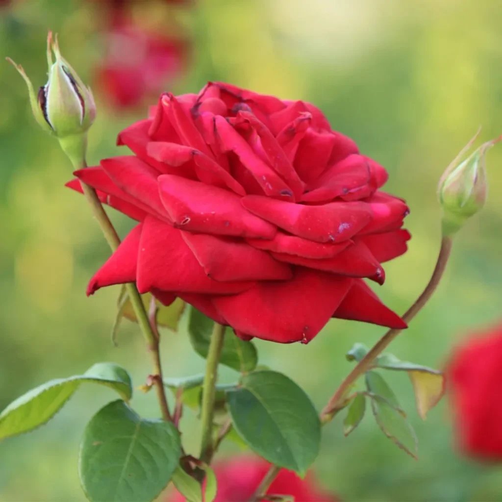 Rosa hybrida