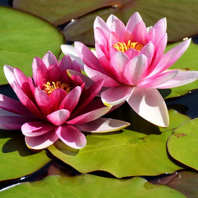 Lotus Flower